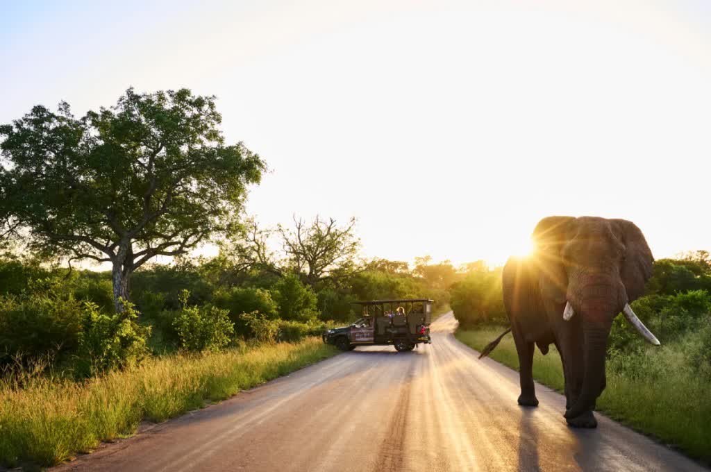 An elephant on a dirt road at golden hour